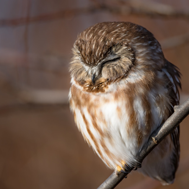 "Sleepy Owl" stock image