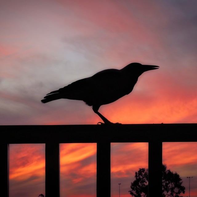 "Australian Magpie sunset silhouette" stock image