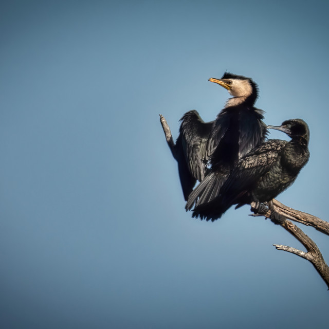 "Cormorants perching on a branch" stock image