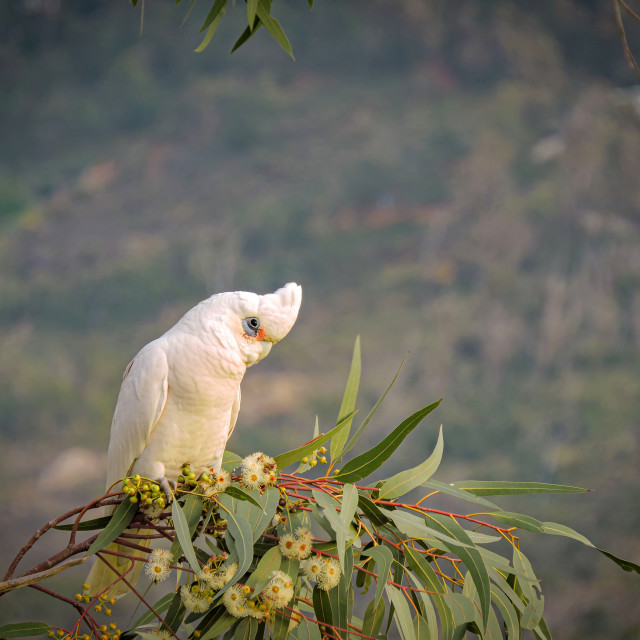 "Corella on a eucalyptus branch" stock image