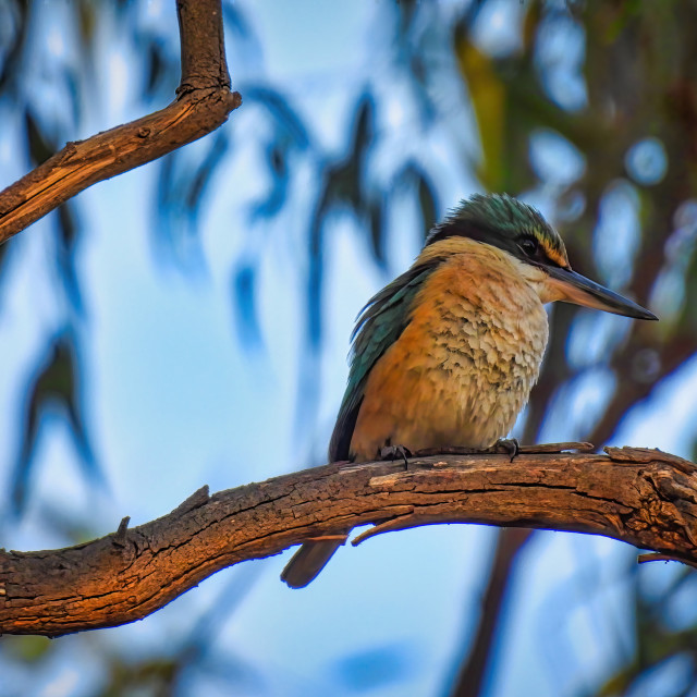 "Sacred Kingfisher, Swan Valley" stock image