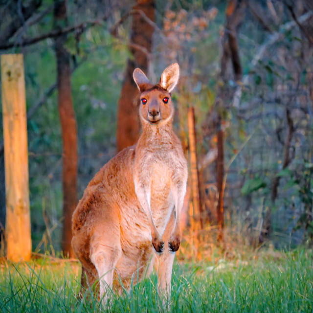 "Kangaroo at sunset" stock image