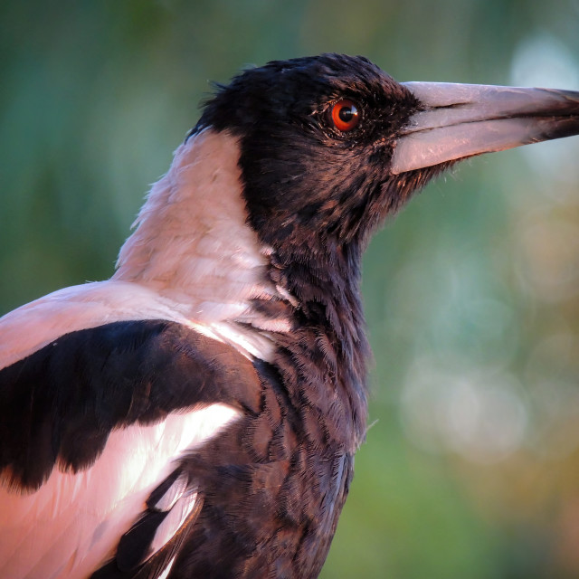 "Australian Magpie profile portrait" stock image