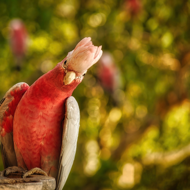 "Pink and Grey Galah portrait" stock image