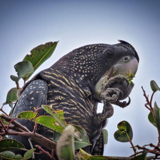 "Black Cockatoo eating a gum nut" stock image