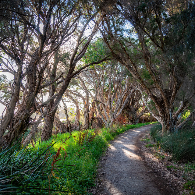 "Tree-lined path, Herdsman Lake" stock image