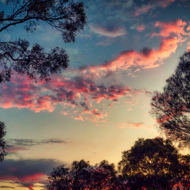 "Sunset with Gum Trees" stock image