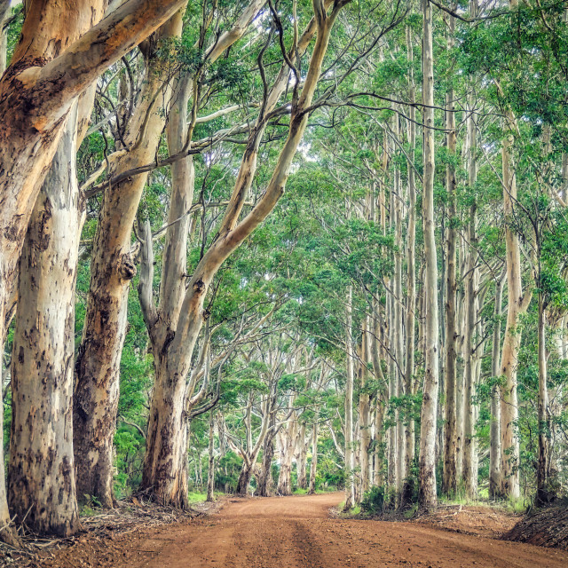 "Karri Cathedral" stock image