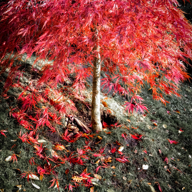 "Japanese Maple" stock image