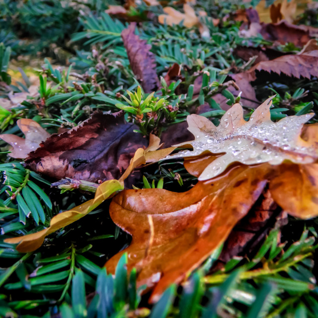 "Autumn leaves" stock image