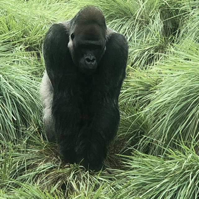 "The Gorilla" stock image