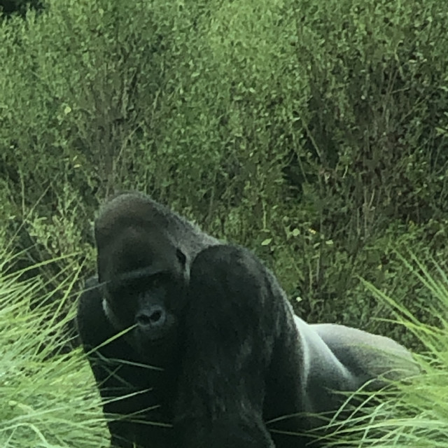 "The Silverback" stock image