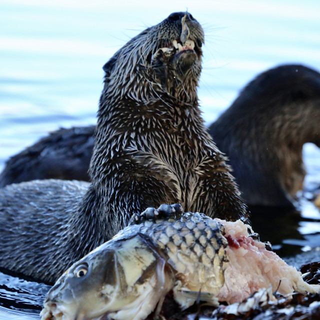 "Fish Supper" stock image