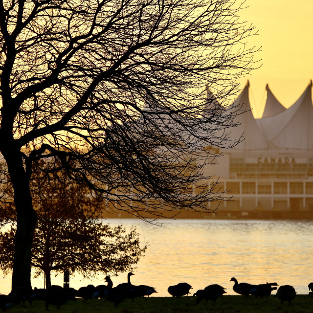 "Golden Hour at Brockton Oval" stock image