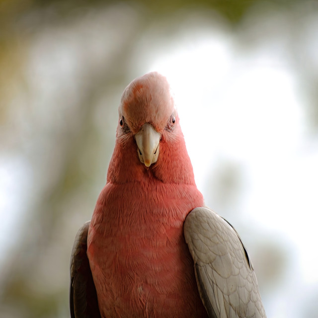 "Cheerful Galah Portrait" stock image