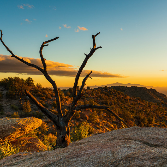 "Dead Tree Sunset" by Caymin Hannan - £15.00 "Dead Tree Sunset" stock image