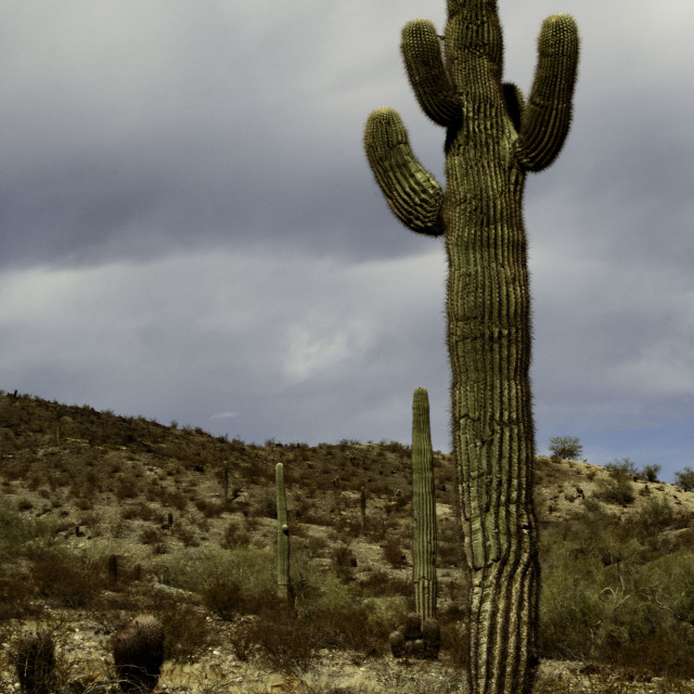 "Cactus" by Works By Willow - $19.05 "Cactus" stock image