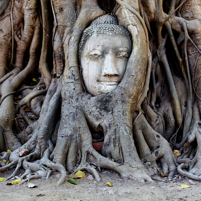 "Buddha’s head, Aytthaya" stock image