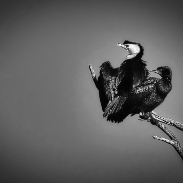 "Cormorant Pair" stock image