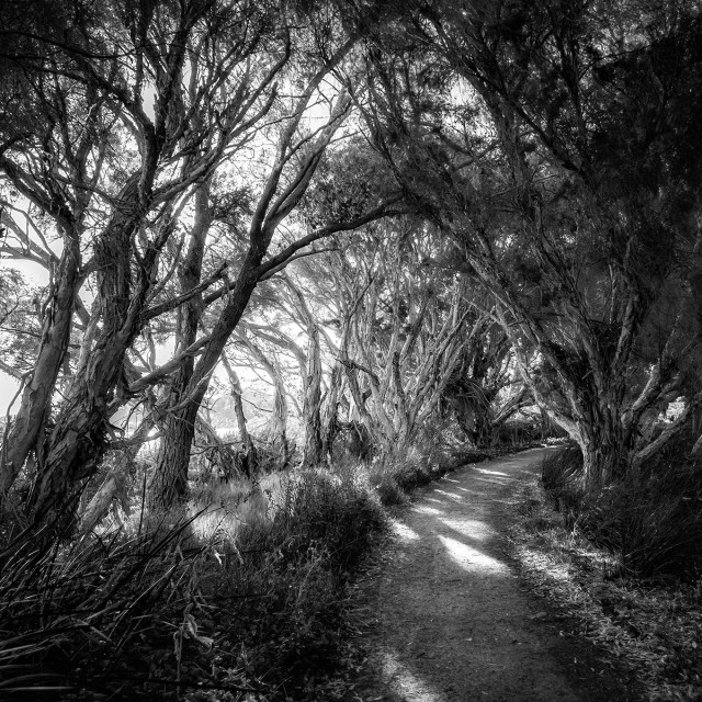 "Herdsman Lake Path" stock image