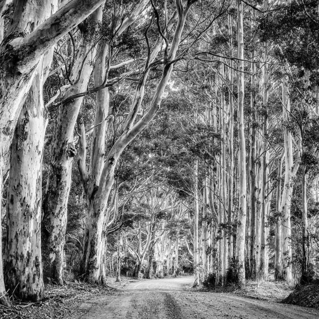 "Kari Forest Cathedral" by Sam Blight - $12.45 "Kari Forest Cathedral" stock image