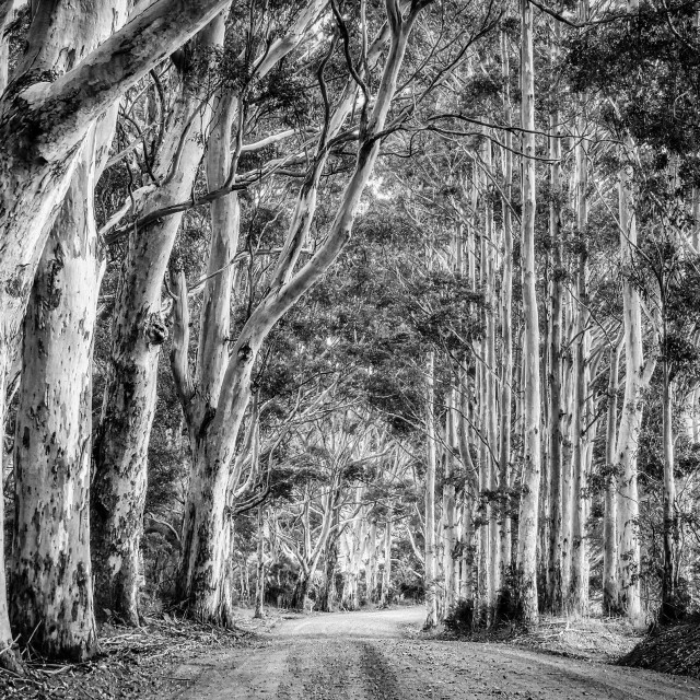 "Kari Forest Cathedral" stock image