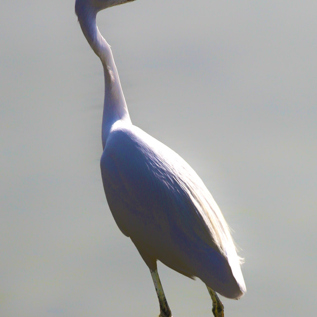 "White Heron" by Sadiq A Al Qatari - £10.00 "White Heron" stock image