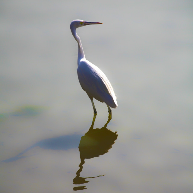 "Heron" by Sadiq A Al Qatari - £10.00 "Heron" stock image