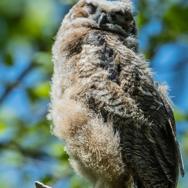 Juvenile Great Horned Owl Sleeping License Download Or Print For 25 00 Photos Picfair