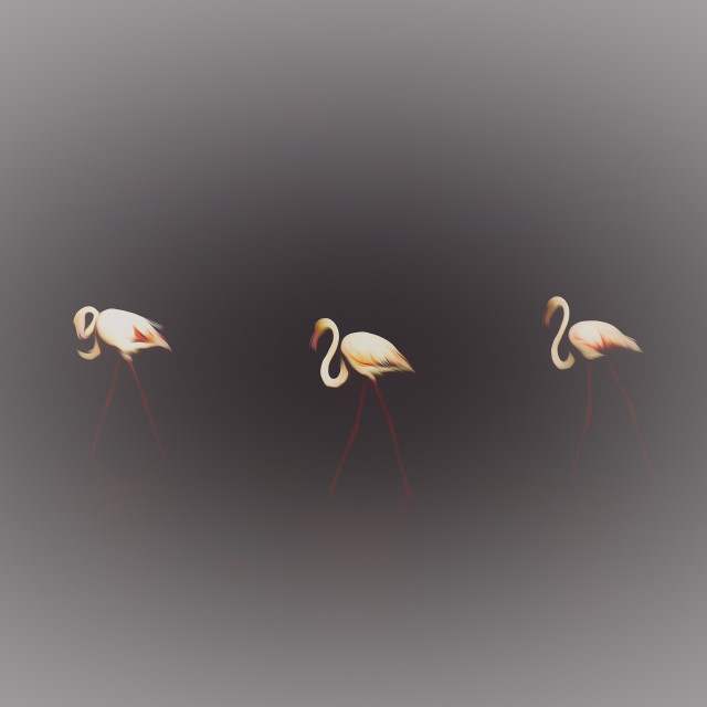 "Flamengo Walk" by Sadiq A Al Qatari - £10.00 "Flamengo Walk" stock image