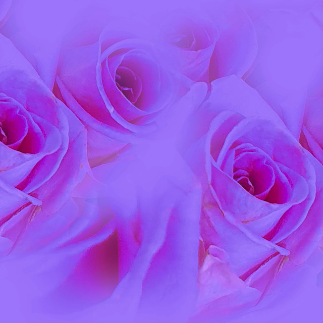 "Roses in light and Fuscia pink Colours" stock image