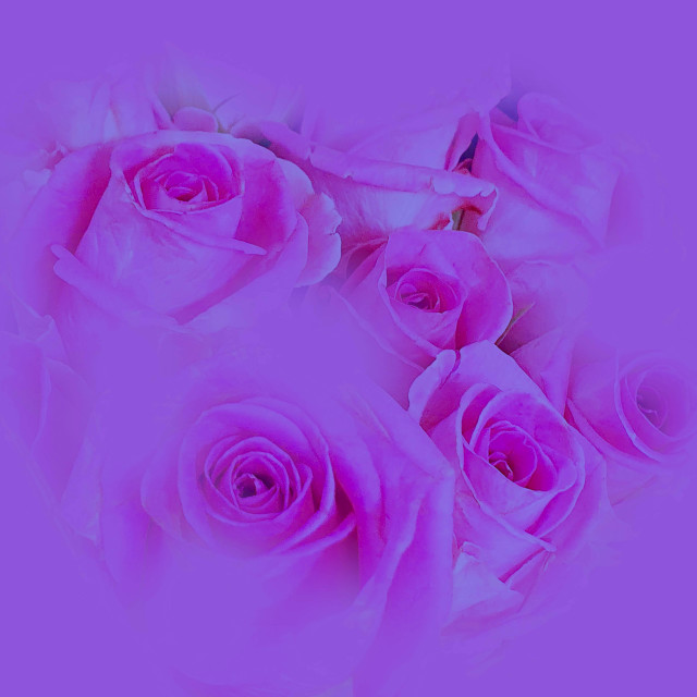 "Pink Roses" stock image