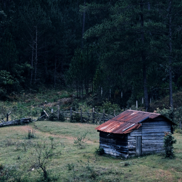 "In the forest" stock image