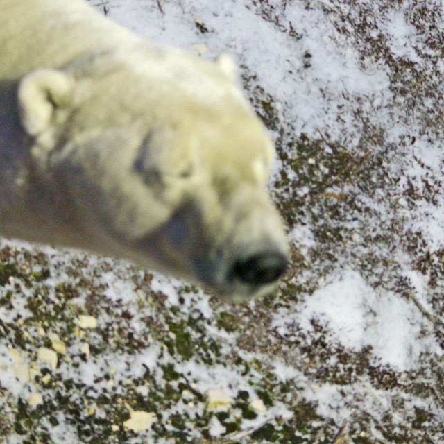 "Blinking Polar Bear" stock image