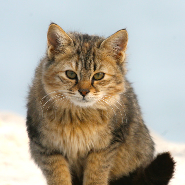 "Baby Cat" by Sadiq A Al Qatari - £10.00 "Baby Cat" stock image