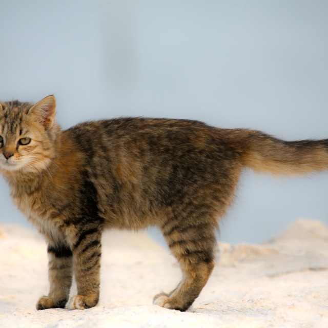 "Tabby Cat" by Sadiq A Al Qatari - £10.00 "Tabby Cat" stock image