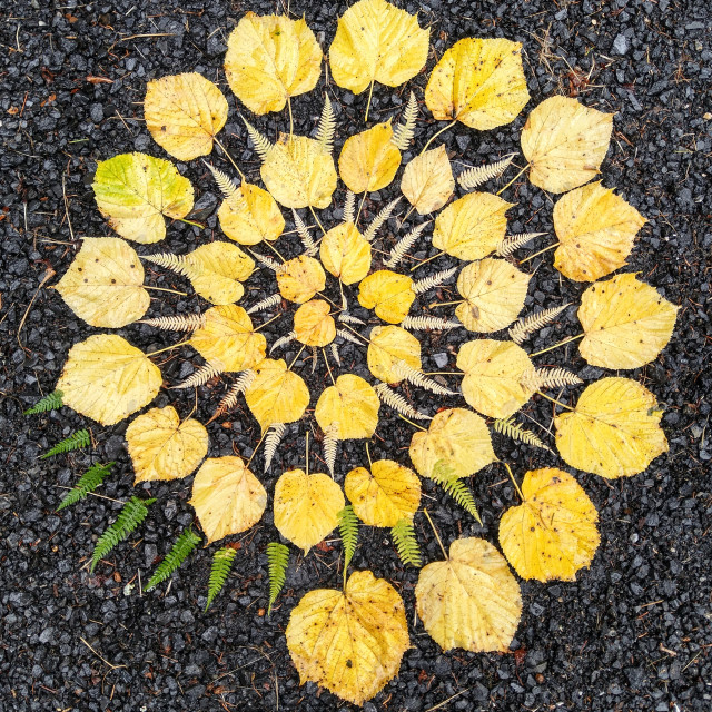 "Autumn leaves and fern spiral" by Lucia Pec - $12.25 "Autumn leaves and fern spiral" stock image