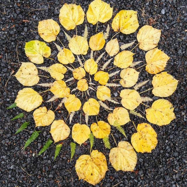 "Autumn leaves and fern spiral" stock image