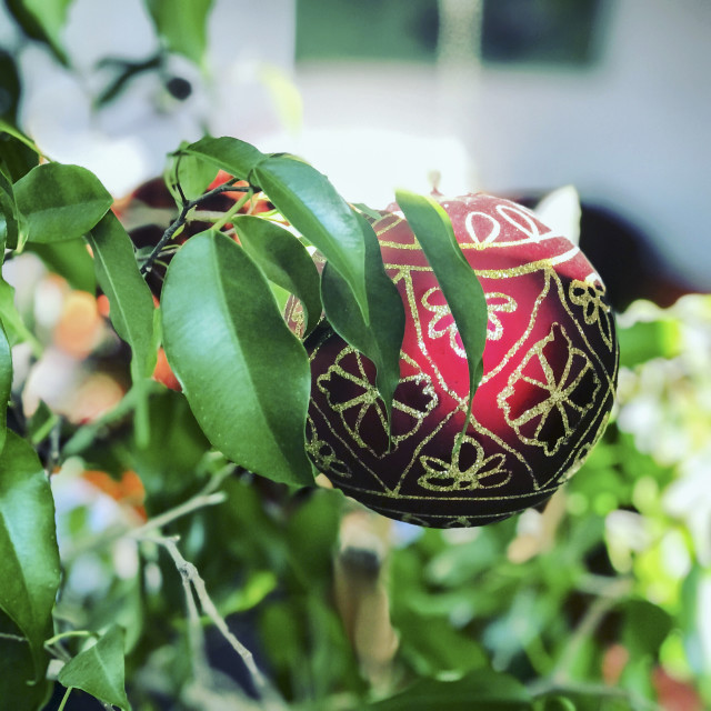 "red christmas tree ball hanging on a ficus benjamini tree" stock image