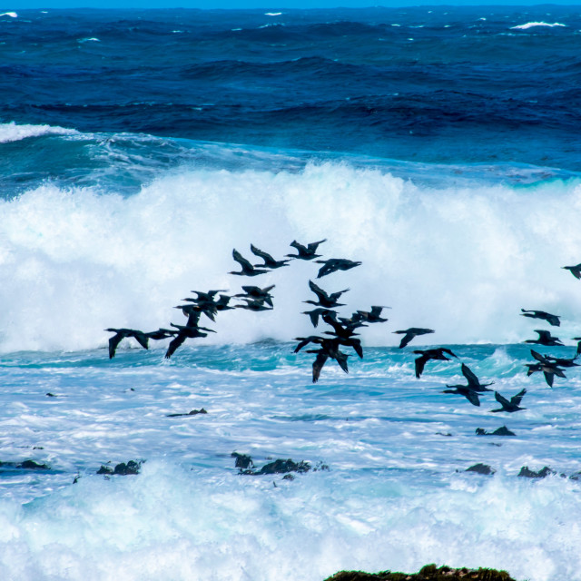 "Cormorants on the Cape" stock image