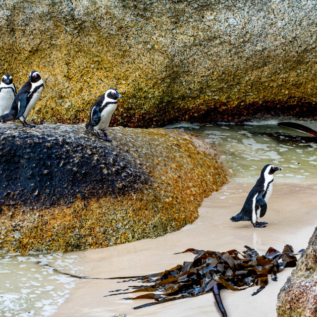 "Penguins of Boulders Beach" stock image