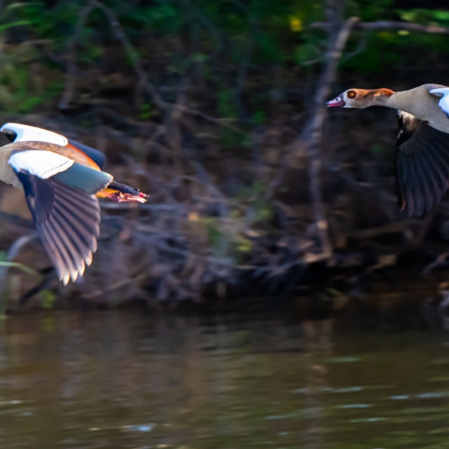 "Egyptian Geese on the Zambezi" stock image