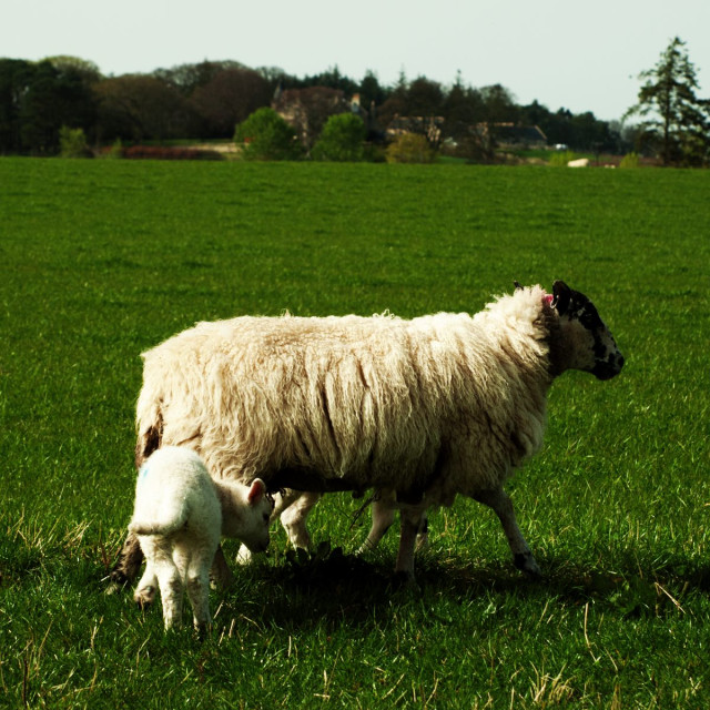 "Ewe & Lamb" by Barry Whyte - £15.00 "Ewe & Lamb" stock image
