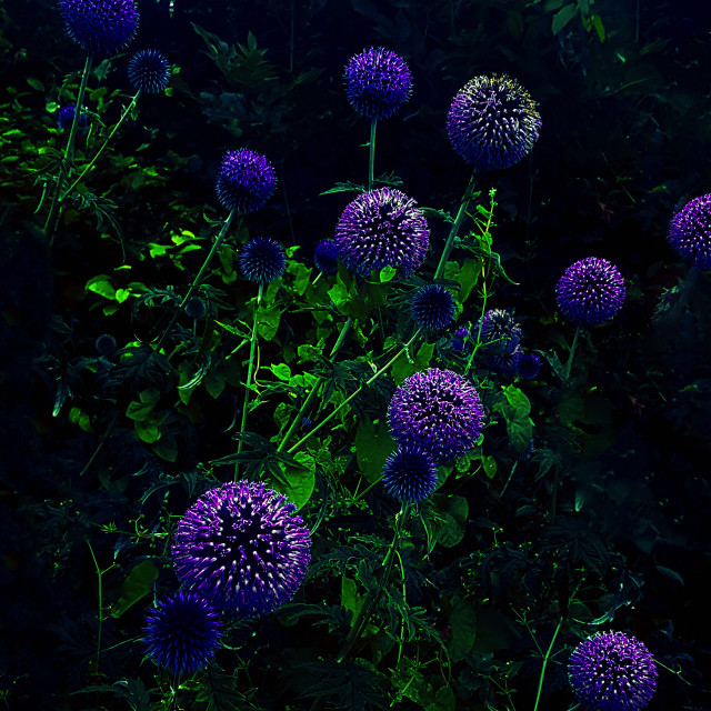 "Thistle Flowers" stock image