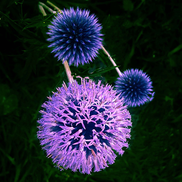 "Thistle Flowers" stock image