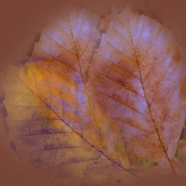 "Impression of Leaves" stock image