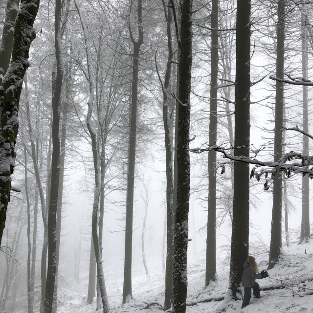 "Winter in Teutoburger Wald Forest" stock image