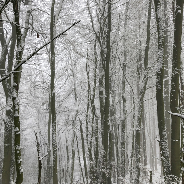 "Winter in Teutoburger Wald Forest" stock image