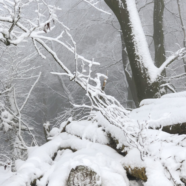 "Winter in Teutoburger Wald Forest" stock image