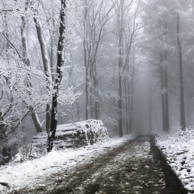 "Winter in Teutoburger Wald Forest" stock image